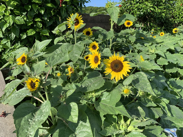 Feaad5cac0044f1292365f0a3a62451e